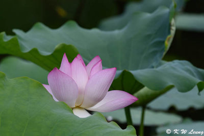 Lotus DSC_4150