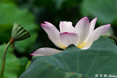 Lotus DSC_4462