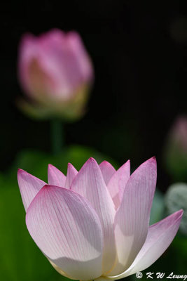 Lotus DSC_4437