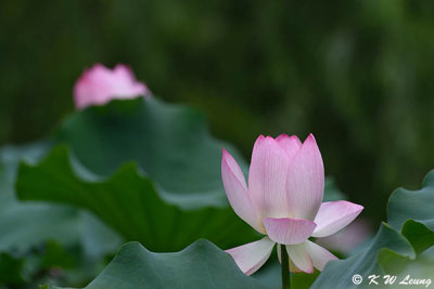 Lotus DSC_4457