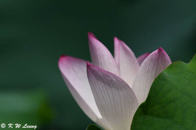 Lotus DSC_4455