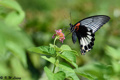 Papilio memnon DSC_4911
