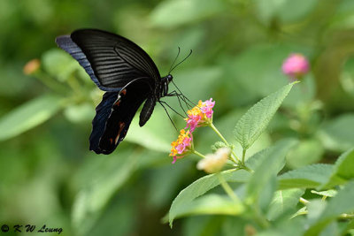 Papilio protenor DSC_5026