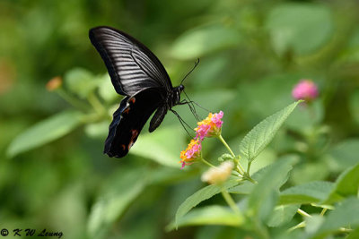 Papilio protenor DSC_5031