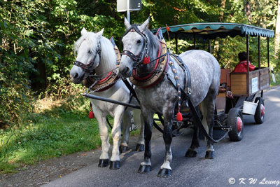 Horse carriage DSC_8495