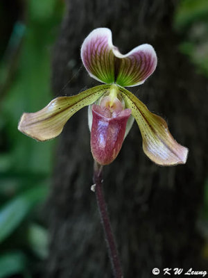 Orchid DSC_2445