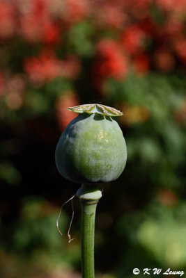 Opium poppy DSC_1890