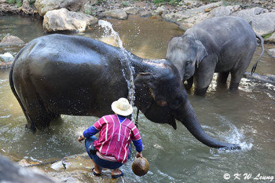 Elephant bathing DSC_2045