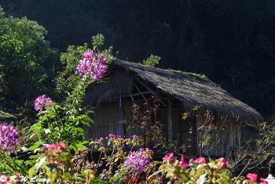 Hmong village DSC_1901