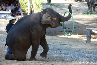 Elephant show DSC_2093