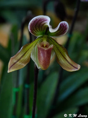 Orchid DSC_2440