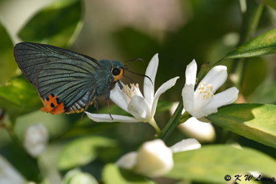 Choaspes benjaminii (Indian Awl King 綠弄蝶)