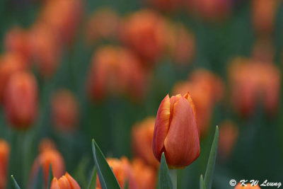 Tulip DSC_3934