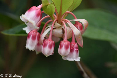 Enkianthus quinqueflorus DSC_3986