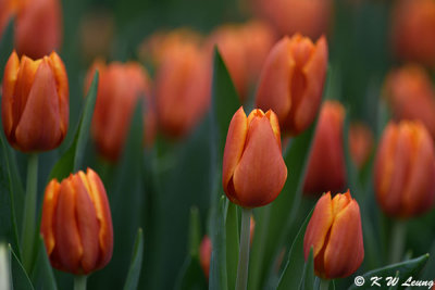 Tulips DSC_3931