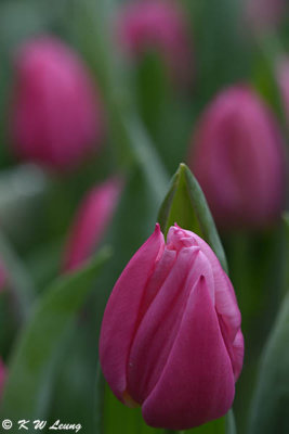 Tulip DSC_3962