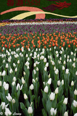 Tulips DSC_3939