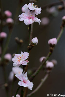 Plum blossom DSC_4092