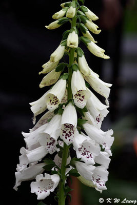 Foxglove DSC_4045