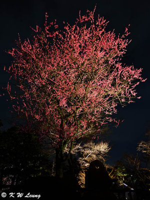Sakura @ night DSC_0237