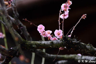 Plum blossom DSC_0069