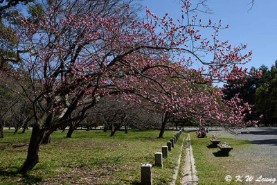 Plum blossom DSC_0693