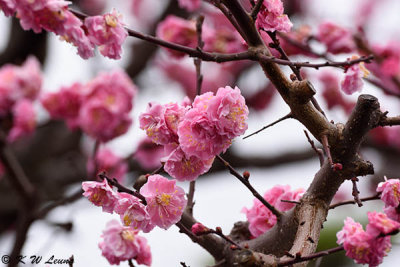 Plum blossom DSC_0075