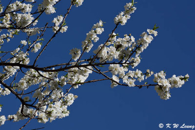 Sakura DSC_0763