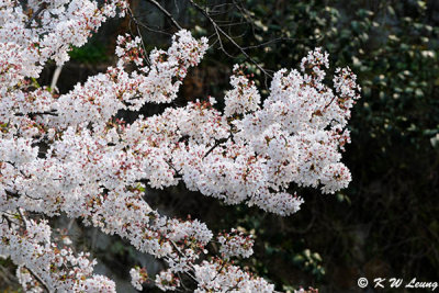 Sakura DSC_3351