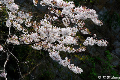 Sakura DSC_3350