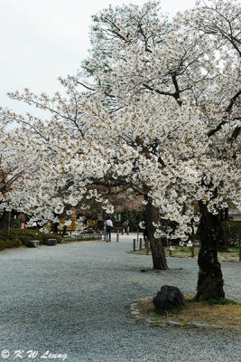 Sakura DSC_3320