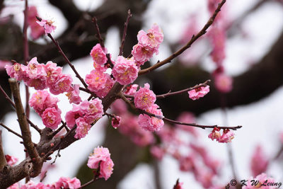 Plum blossom DSC_0070