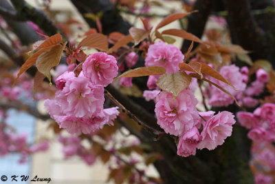 Cherry blossom DSC_1153