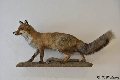 Fox specimen @ Fuchsbrau Hotel DSC_1936
