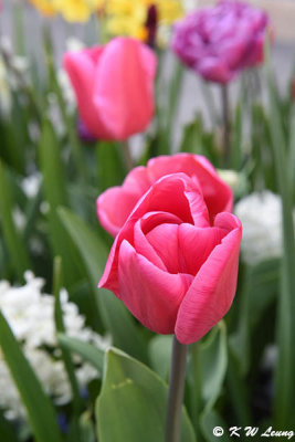 Tulip DSC_2020