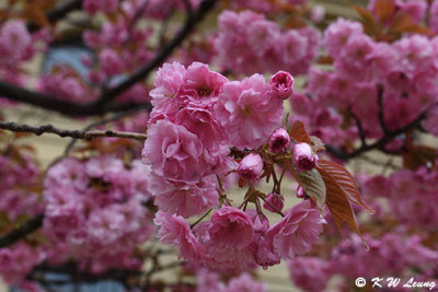 Cherry blossom DSC_1152