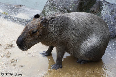 Capybara DSC_3016