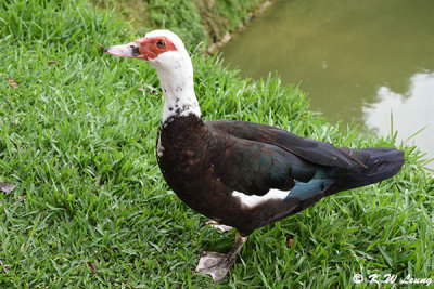 Muscovy duck DSC_2701