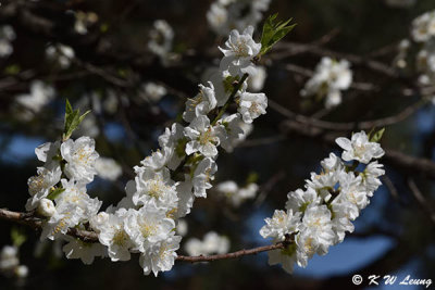 Sakura DSC_0764