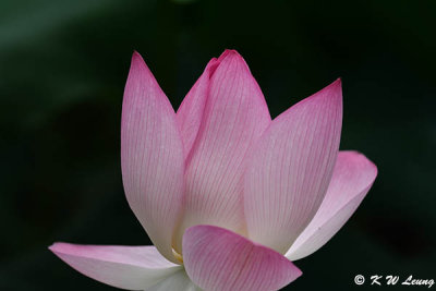 Lotus DSC_4453