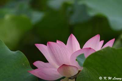 Lotus DSC_3727