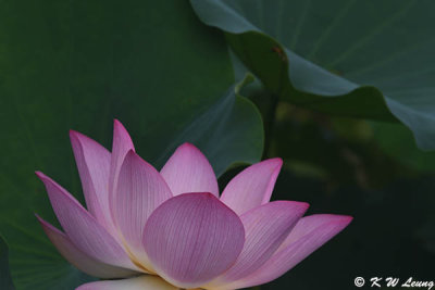 Lotus DSC_3734