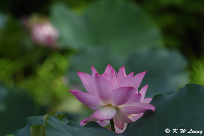 Lotus DSC_3740