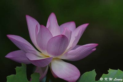 Lotus DSC_3753