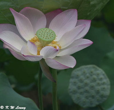 Lotus DSC_3904