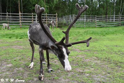 Reindeer DSC_4524