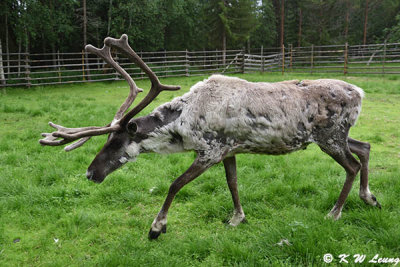Reindeer DSC_4505