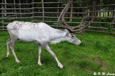 Reindeer DSC_4509