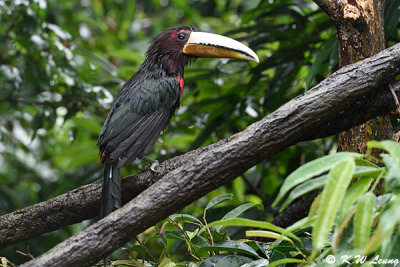 Curl Crested Aracari DSC_6888