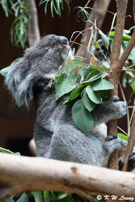 Koala DSC_6966